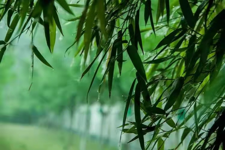 竹园梦忆