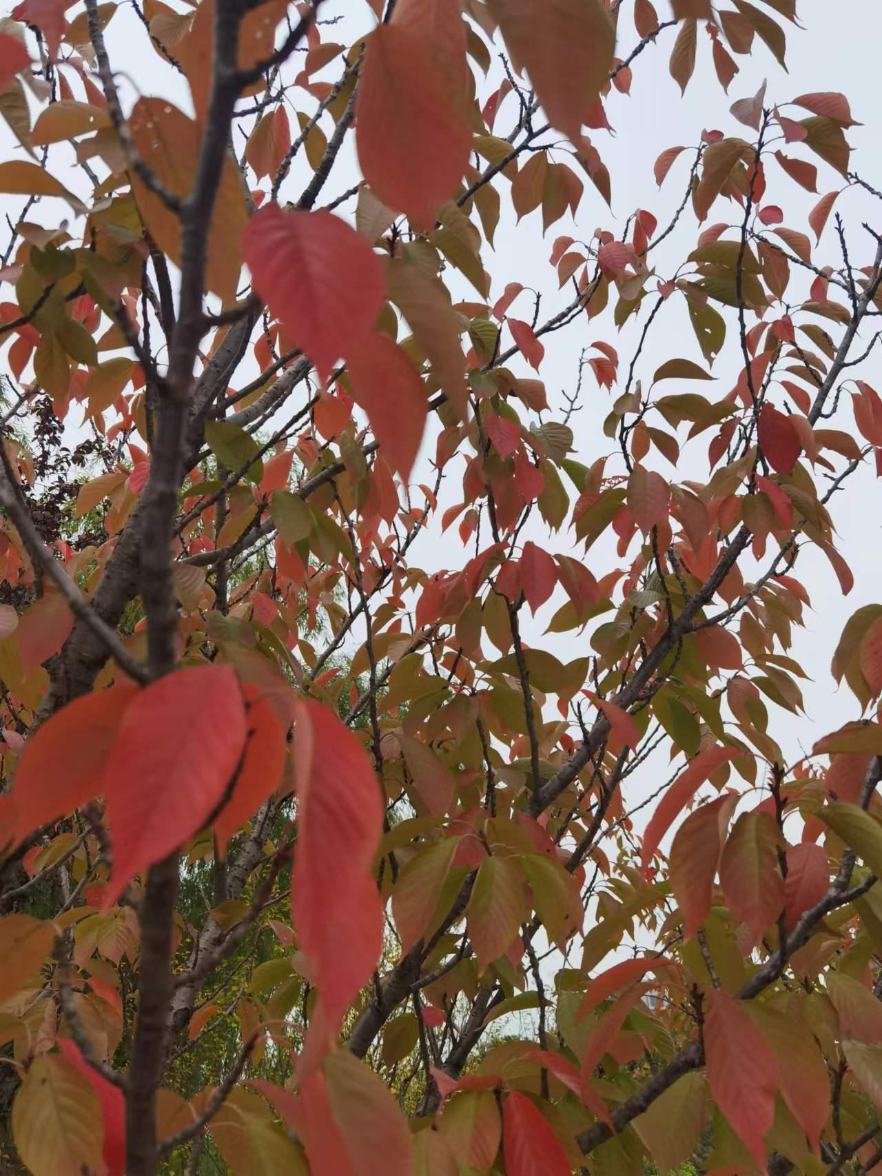相亲相爱四季情—— ​郭继锋