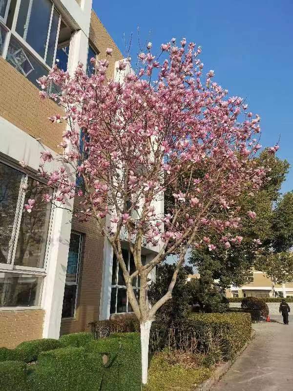 【今日好诗】我们的玉兰花——彭红霞